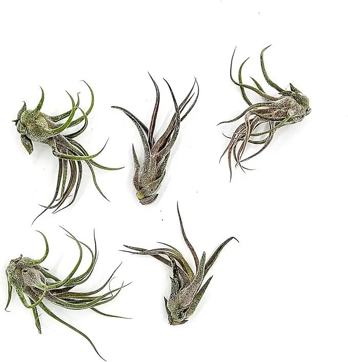 Air Plants - Tillandsia Pruinosa, Large 3-5" - 5ct - Live Arrival Guaranteed - House Plants for Home Decor & Gift by GreenHaven Gardens