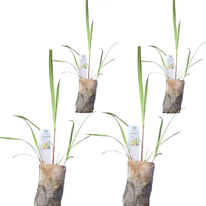 Lemongrass - Cymbopogon citratus. Live Plant. Fragrant, Fresh, Edible. Easy Grow. Indoor/Outdoor. (4 Lemongrass in Sac) by GreenHaven Gardens