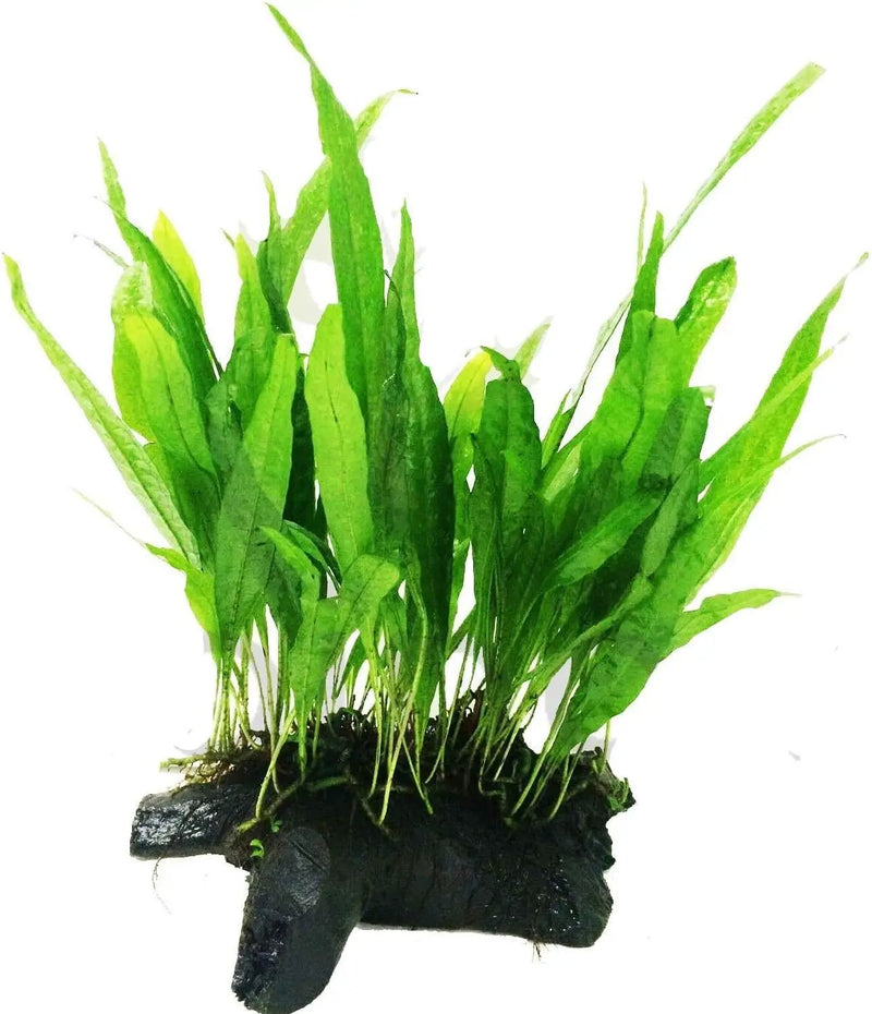 Mainam Java Fern on Driftwood (5-6 Inch) | Microsorum Pteropus Freshwater Easy Low Light Live Aquarium Plant Decorations 3 Days Guarantee by GreenHaven Gardens