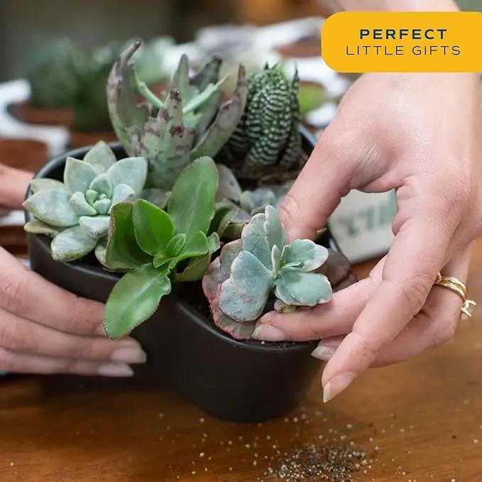 Costa Farms Succulents (24 Pack), Live Mini Succulent Plants in Ceramic Decor Planter Pots, Indoor Houseplants in Potting Soil, Bulk Baby Shower Gifts, Party Favors, Bridesmaid Gifts, 2-Inches Tall by GreenHaven Gardens