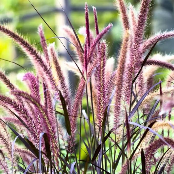 Pack 3 Fountain Grass Plants Live, 5-9 Inch Tall, Ornamental Grasses Live Plants Perennial, Well-Rooted Perennial Grass Clumps (Purple Fountain Grass) by GreenHaven Gardens