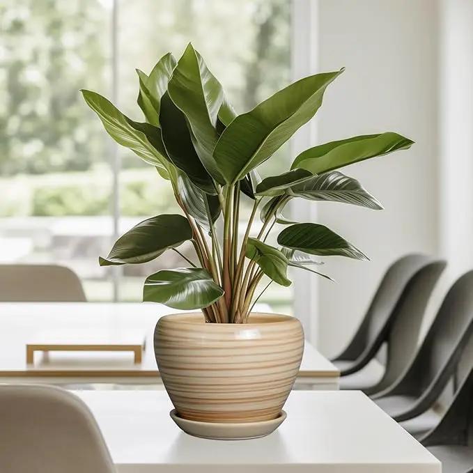 6 Inch Plant Pot Ceramic - Decorative Planter for Indoor Plants Succulent Pot with Drainage Hole and Saucer Round Planter Outdoor Flower Pot for House Patio Yellow by GreenHaven Gardens
