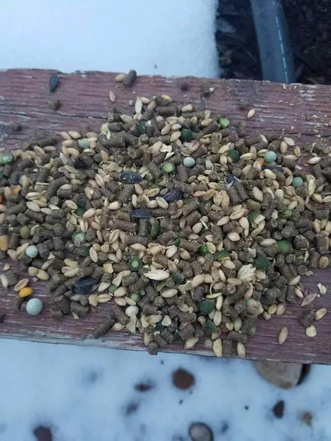Small Pet Select Chicken Layer Feed, Non-GMO, Corn Free, Soy Free, 18% Protein,10 lb by GreenHaven Gardens