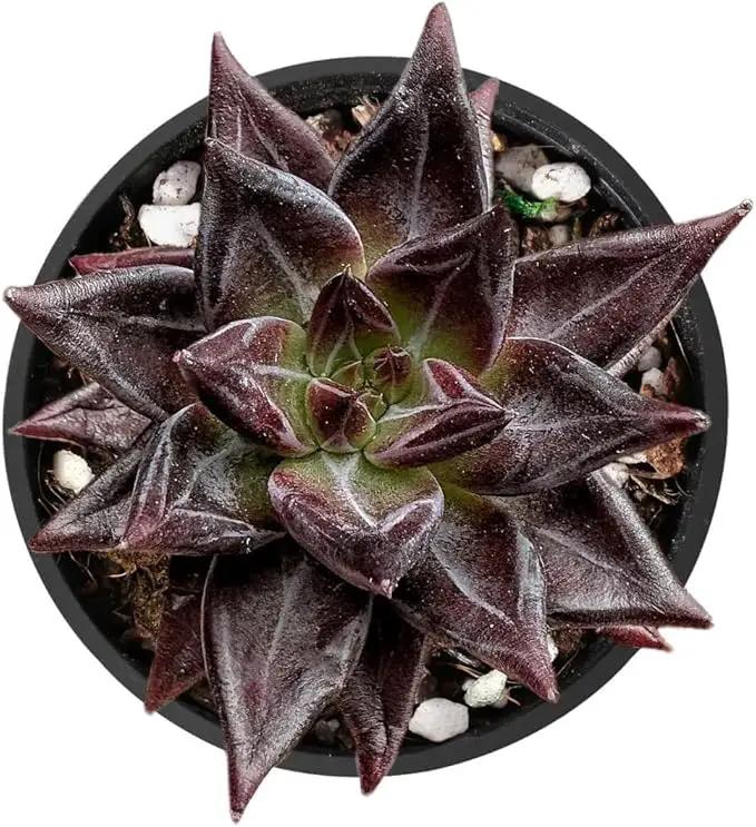 2" Live Succulent 'E. Red Soul', Rare Succulent Plants Fully Rooted in Pots, Unique House Plant for DIY, Party Favor, Home Office Decoration by GreenHaven Gardens