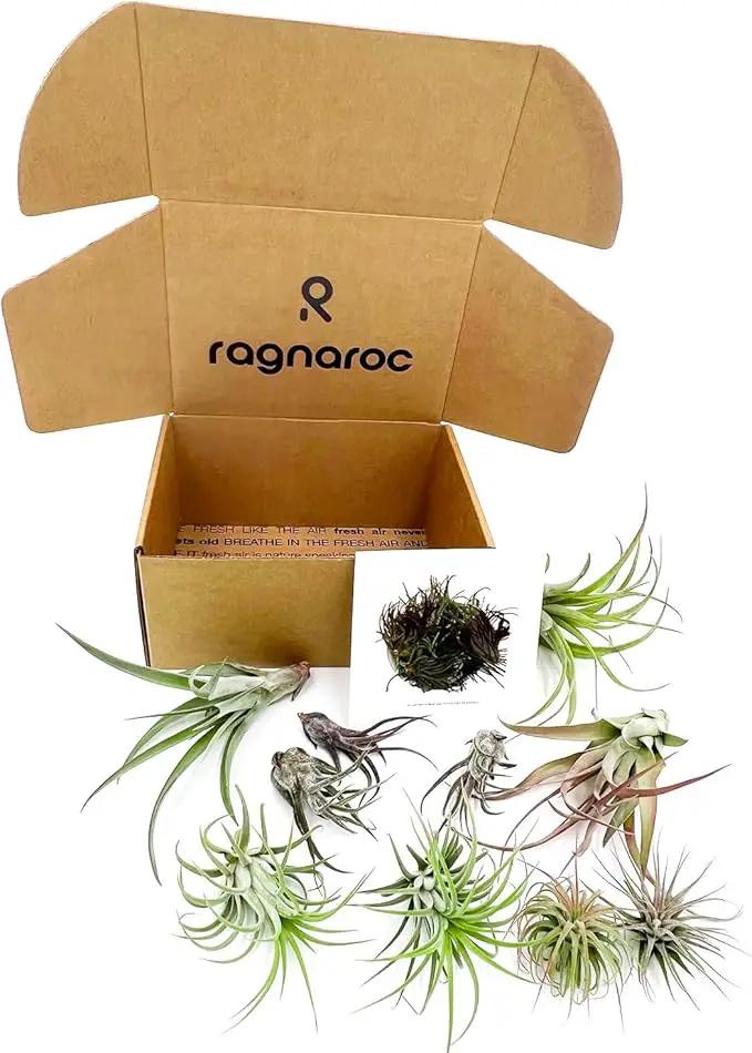 Air Plants - Freyja Gift Box - 10ct - Live Arrival Guaranteed - House Plants for Home Decor & Gift by GreenHaven Gardens