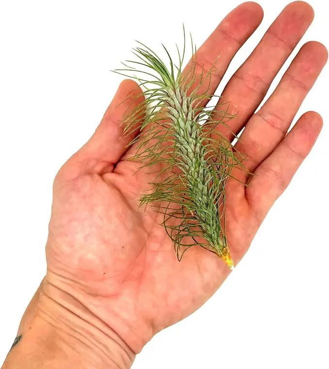Air Plants - Colombian Tillandsia Funckiana, Large 5" - 2ct - Live Arrival Guaranteed - House Plants for Home Decor & Gift by GreenHaven Gardens