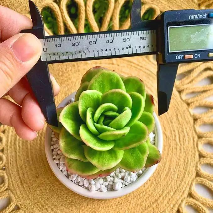 FWPP Succulents Plants Live,Echeveria ice Rose Variegated 3.5 inches Green Mini Indoor Plants,Bare Root Without Pot Soil,Live Plants for Gift Party Wedding Garden Baby Shower DIY Decor by GreenHaven Gardens