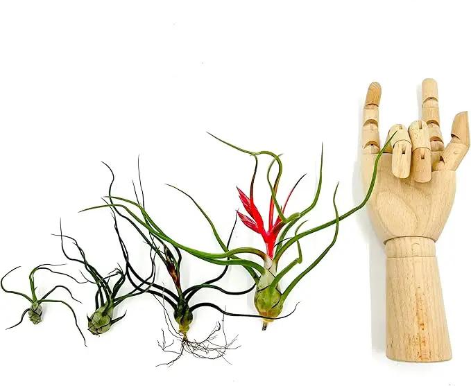 Air Plants - Flowering Tillandsia Bulbosa Belize, Giant 7-9" - 2ct - Live Arrival Guaranteed - House Plants for Home Decor & Gift by GreenHaven Gardens