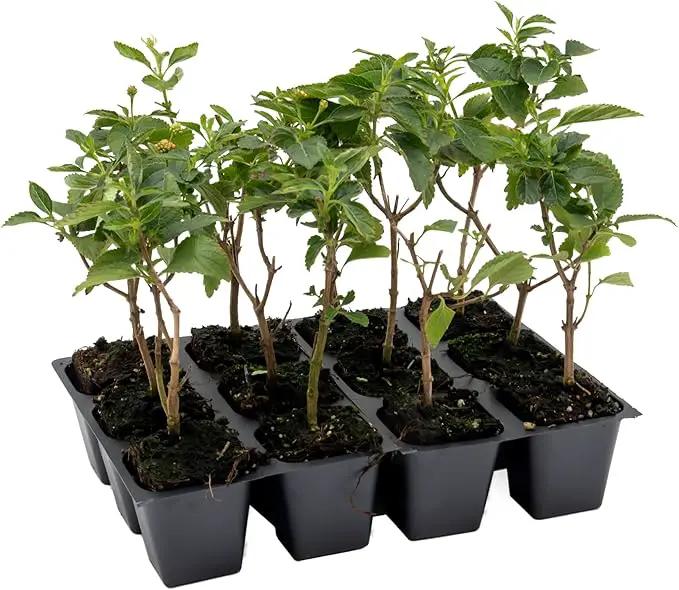 12 Dallas Red Lantana | Live Plants in 2.5-inch Nursery Cubes | Lantana Camara 'Dallas Red' Variety | Hardy Evergreen Perennial Shrub | Fiery Vibrant Blooms for Home & Garden by GreenHaven Gardens