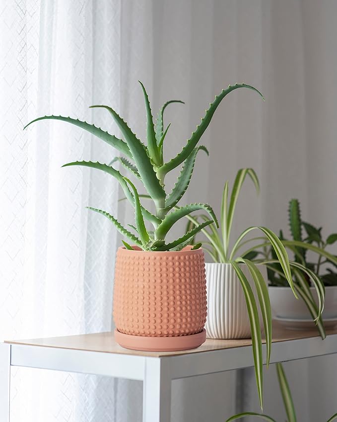 D'vine Dev 6 Inch Terracotta Beaded Planter Pot - Flower Pot with Drainage Hole and Saucer for Indoor Succulent Plants or Flowers, Terracotta, 27-C-X-7 by GreenHaven Gardens
