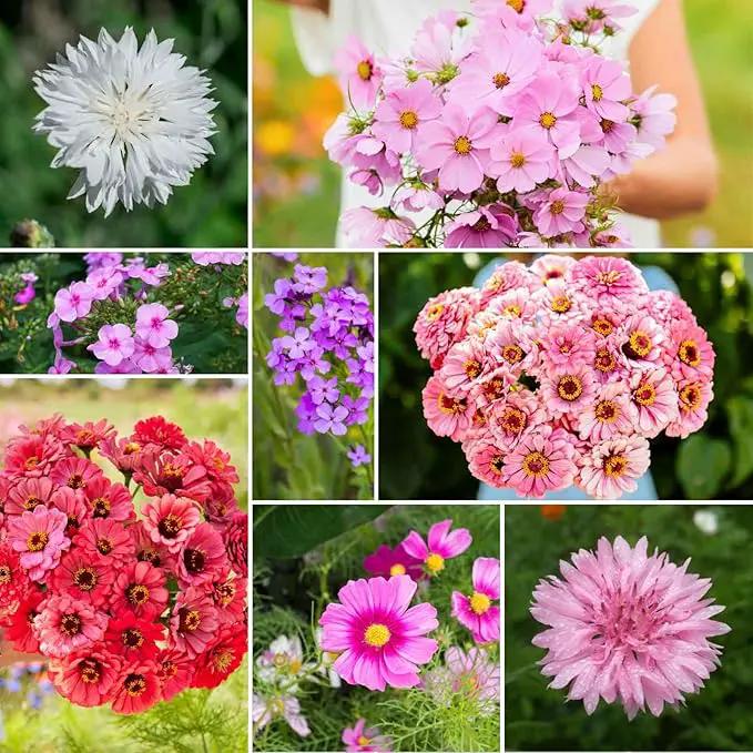 Eden Brothers Tickled Pink Flower Mixed Seeds for Planting, 1 lb, 480,000+ Seeds with Cosmos, Cornflower, Zinnia | Attracts Pollinators, Plant in Spring or Fall, Zones 3, 4, 5, 6, 7, 8, 9, 10 by GreenHaven Gardens