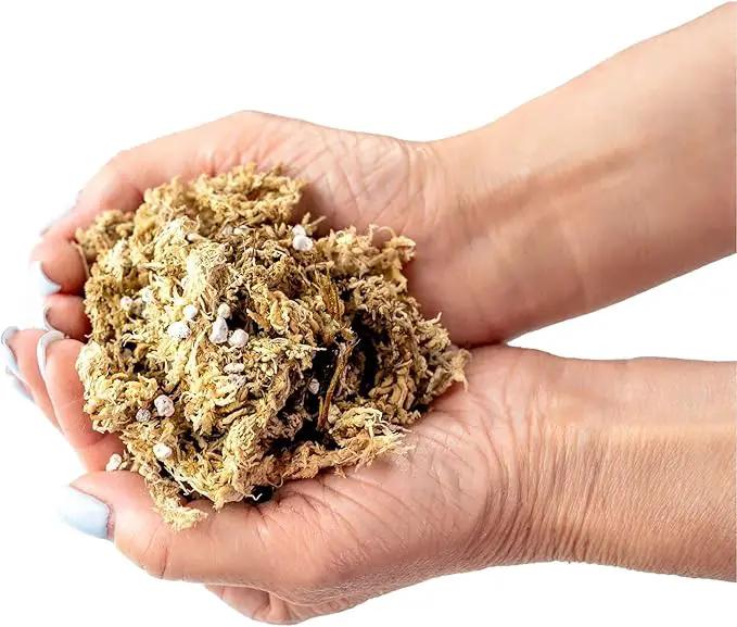 Sphagnum Moss Potting Mix for Carnivorous Plants - 10 Quart - Moss and Perlite Blend for Potting Venus Fly Traps, Sarracenia, Pitcher Plants (2 Bags of 5QT) by GreenHaven Gardens