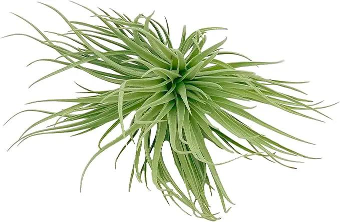 Air Plants - Flowering Tillandsia Rose BAER, Large 5" - 5ct - Live Arrival Guaranteed - House Plants for Home Decor & Gift by GreenHaven Gardens