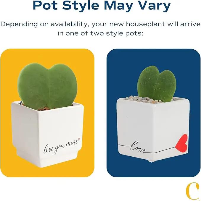 Costa Farms Hoya Heart Live Plant, Succulent-Like Houseplant in Cute Love Decor Plant Pot, Potting Soil, Live Plants Room Décor, Valentine's Day Gift For Mom, Birthday, Tabletop Size, 5-Inches Tall by GreenHaven Gardens