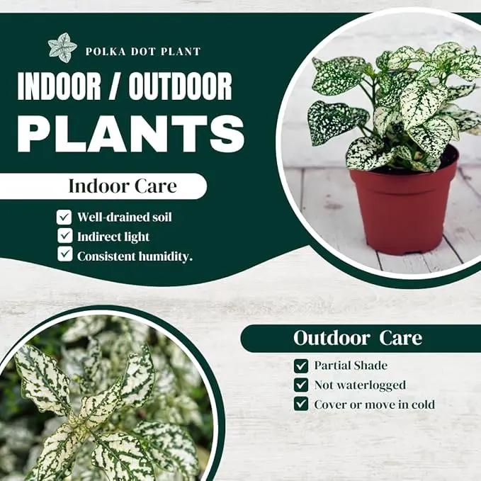 Polka Dot Plant (4-Pack) - Live Houseplants, Small Indoor Plants, Hypoestes White- Colorful, Air-Purifying House Plants by GreenHaven Gardens