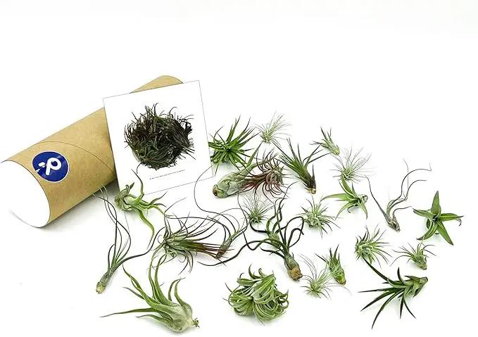 Air Plants Bulk - Tillandsia Variety Wholesale Pack, Regular 1-3" - 25ct - Live Arrival Guaranteed - House Plants for Home Decor & Gift by GreenHaven Gardens