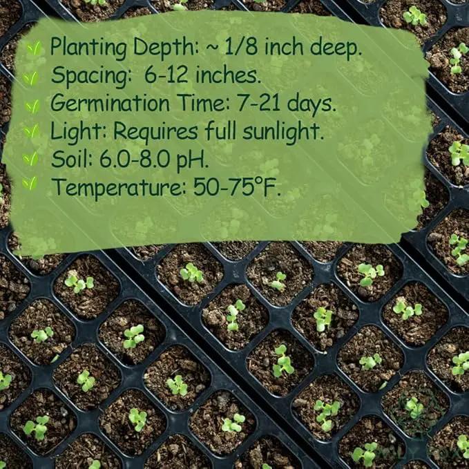 Premium Taraxacum Dandelion Seeds - 5000 Non-GMO Heirloom Purple-Stem Dandelion Seeds for Planting, Herbal Tea & Pollinators –Most Medicinal Variety (Taraxacum) by GreenHaven Gardens