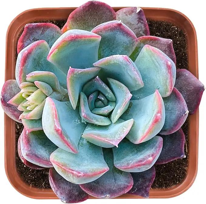 Live Succulent Echeveria 'Dark Ice', Approx 2-inch Large, Potted Succulents, Fully Rooted, Easy Care House Plants by GreenHaven Gardens