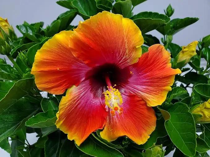 Hibiscus Bush - Fiesta Flower - Tropical Plants of Florida - Overall Height 22" to 26" (Plant Only) by GreenHaven Gardens