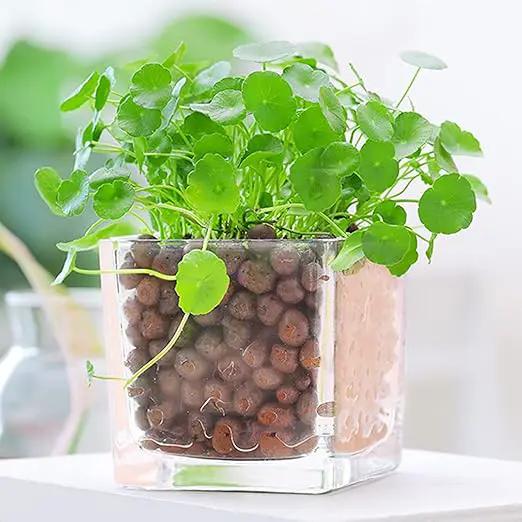 Leca Expanded Clay Pebbles 1LBS Grow Media for Indoor Plants Hydroponic Growing Gardening System Supplies … by GreenHaven Gardens