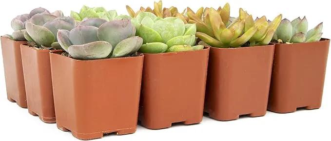 Succulents Plants Live (12PK) Potted Succulent Plants Live House Plants, Cactus Plants Live Plants Indoor Plants Live Houseplants, Indoor Plant Succulents Live Plant House Plant by Plants for Pets by GreenHaven Gardens