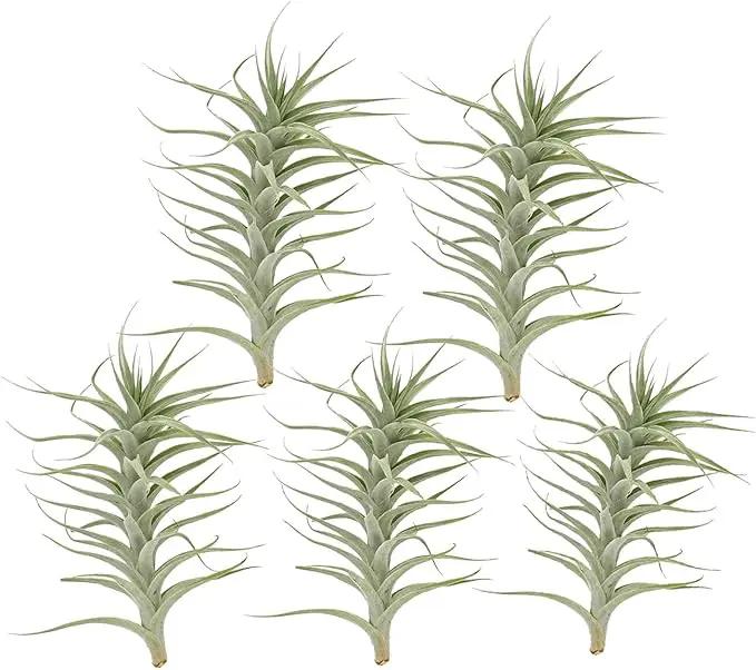 Live Air Plants - Tillandsia Albida 7-12" - 5ct – ragnaroc Live Indoor Plant - Live Arrival Guaranteed - House Plants for Home Decor & Gift by GreenHaven Gardens