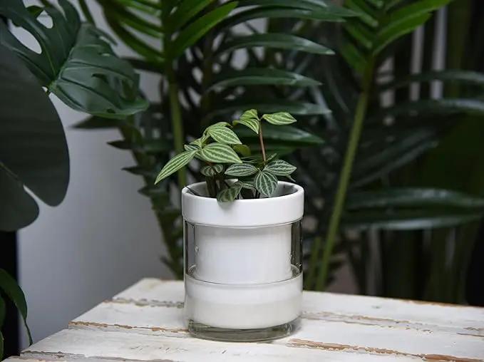 Phoenix Vine 4 Inch Self Watering Planter, White Terracotta Clay Pot with Glass Reservoir for Indoor Plants, Herbs, Flowers, Set of 3, 52-B-E-3 by GreenHaven Gardens