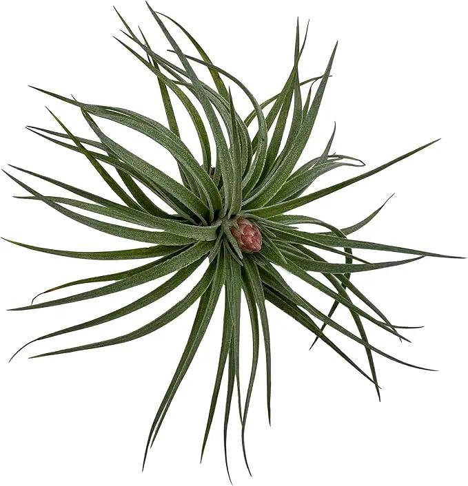 Air Plants - Venner Gift Box Large 4" - 7ct - Live Arrival Guaranteed - House Plants for Home Decor & Gift by GreenHaven Gardens