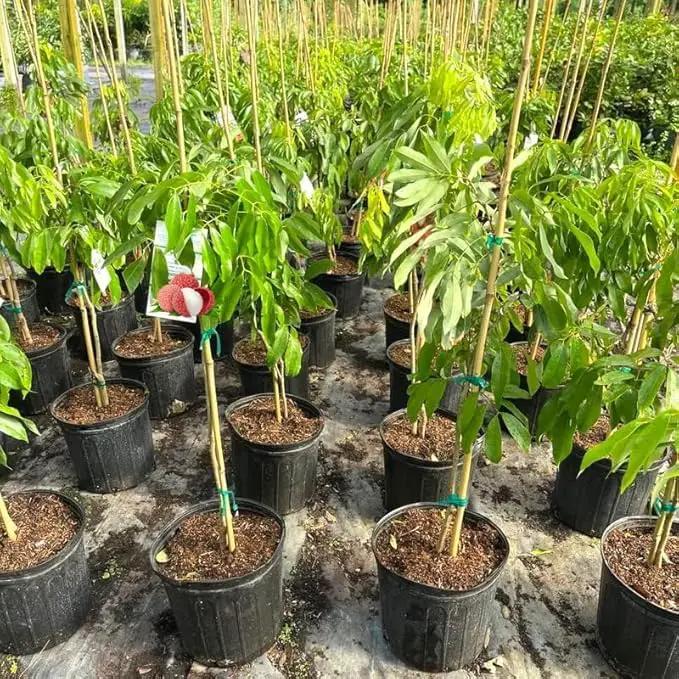 Premium Lychee Potting Soil Mix - Perfect Balance of Nutrients, Drainage, and Aeration for Thriving Lychee Trees - 5 Quart by GreenHaven Gardens
