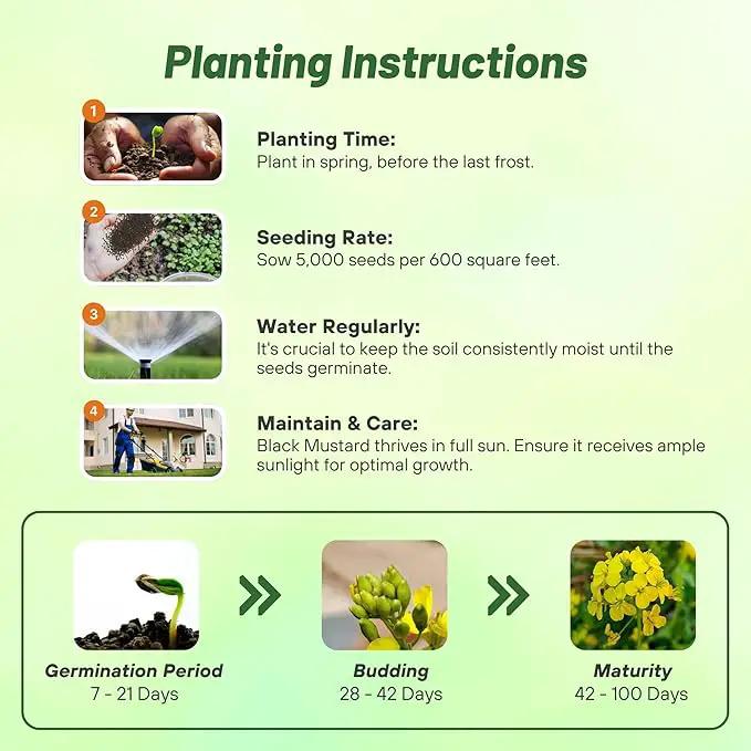 Outsidepride Black Mustard Seeds - 5000 Pcs Nutrient-Rich, Flavorful Annual Microgreen Seeds for Planting, Easy-to-Grow, Ideal for Indoor & Outdoor Cultivation, Soil & Hydroponic Systems by GreenHaven Gardens