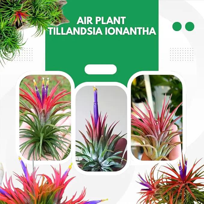12 Air Plants, Tillandsia Air Plants Live Houseplants for Garden, Red Lonantha Tillandsia Plant by GreenHaven Gardens