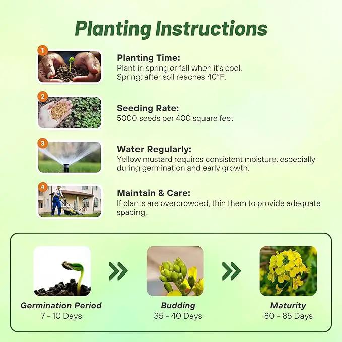 Outsidepride Yellow Mustard Seeds - 5000 Pcs Nutrient-Rich, Flavorful Annual Microgreen Seeds for Planting, Easy-to-Grow, Ideal for Indoor & Outdoor Cultivation, Soil & Hydroponic Systems by GreenHaven Gardens