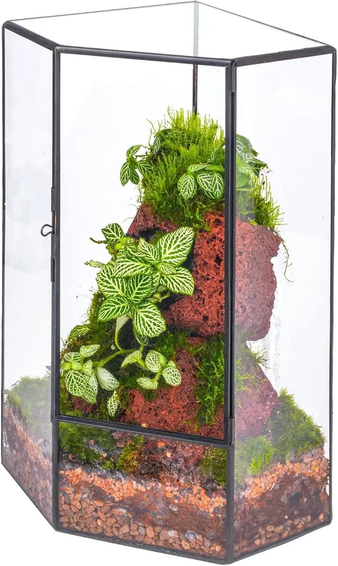 NCYP Wall Corner Geometric Glass Terrarium, Closed Front Opening Door Container Planter for Succulents, Small Plants - Black, Indoor Decor, Tabletop Landscape, 6.1" x 6.1" x 11.8" (Terrarium Only) by GreenHaven Gardens