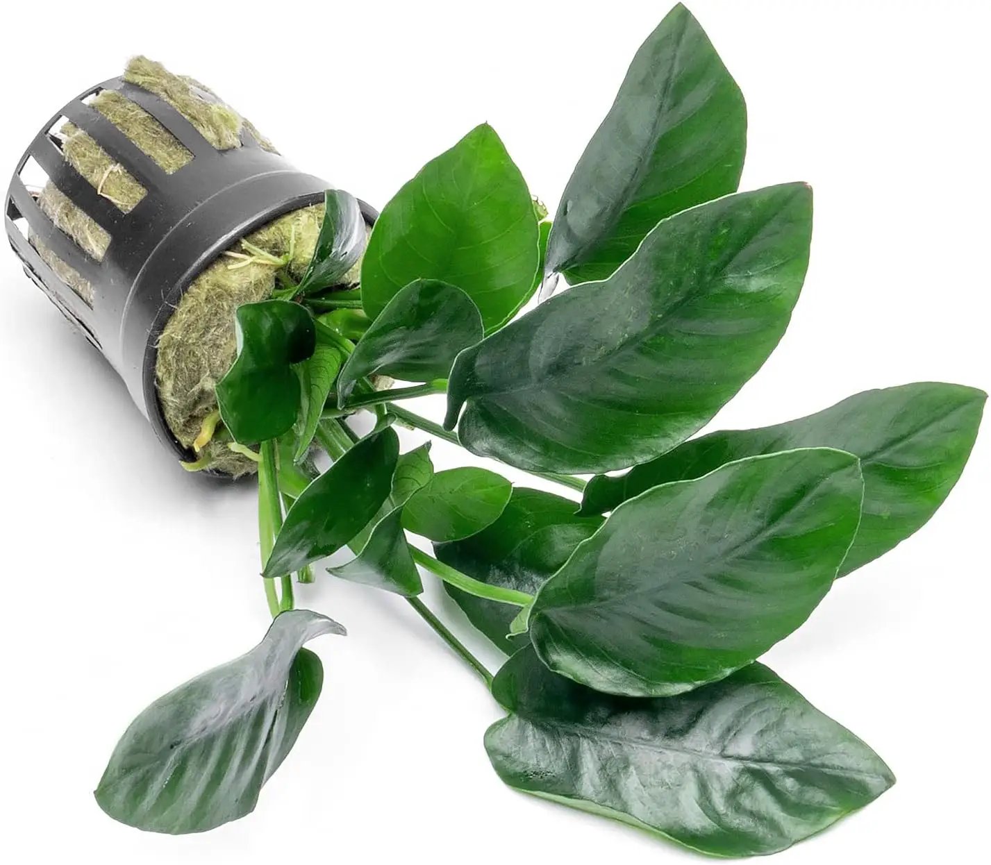Anubias Live Aquarium Plants - Potted Freshwater Plant for Fish Tanks, Terrariums - Beginner Friendly Low Light (Nana, 3 Pots) by GreenHaven Gardens