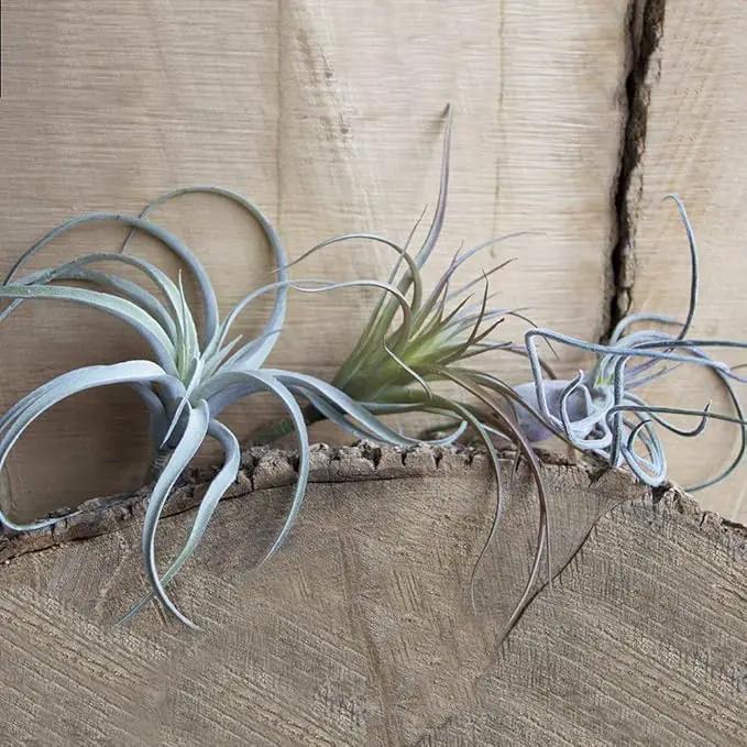 CHIVE Artificial Air Plants — Bulk Set of 5, Medium — Ultra Realistic Fake Tillandsia Bromeliad Plants — Decorative Faux Succulents for Home & Office Decor — No Care Needed! by GreenHaven Gardens