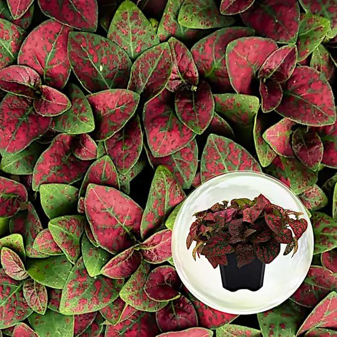 Polka Dot Plant (4-Pack) - Live Houseplants, Small Indoor Plants, Hypoestes Red - Colorful, Air-Purifying House Plants by GreenHaven Gardens