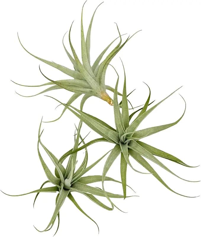 Live Air Plants - Tillandsia Albida 3-5" - 1ct – ragnaroc Live Indoor Plant - Live Arrival Guaranteed - House Plants for Home Decor & Gift by GreenHaven Gardens
