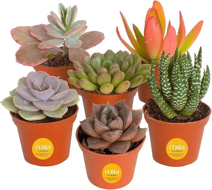 Costa Farms Succulents (6 Pack), Live Mini Succulent Plants, Grower's Choice Live Houseplants, Potted in Nursery Plant Pots, Potting Soil, Gift for Bulk Baby Shower, Bridal Shower, DIY Room Decor by GreenHaven Gardens