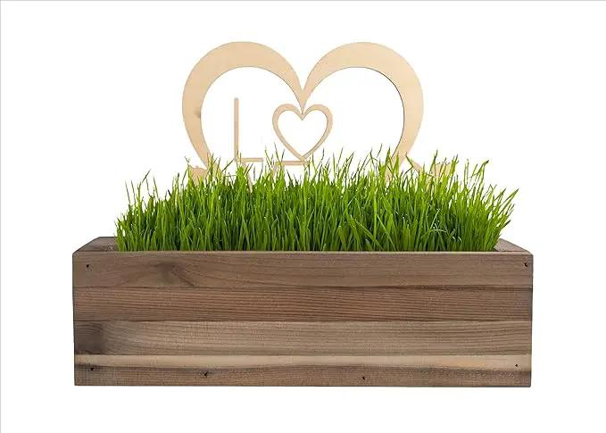 Cat Grass for Indoor Cats Kit – Limited Edition with Decorative Planter, Cat Trellis & Organic Seeds, Free Cat Toy & Catnip Spray for Ultimate Kitty Joy (AW) by GreenHaven Gardens