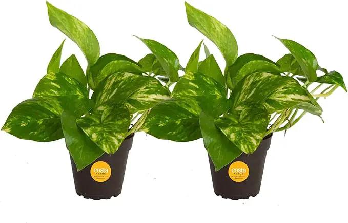 Costa Farms Pothos Live Plants (2-Pack), Easy Care Vining Live Indoor Houseplants, Air Purifier Trailing Plants Potted in Nursery Pots, Potting Soil, Gift for Office and Home Decor, 8-Inches Tall by GreenHaven Gardens