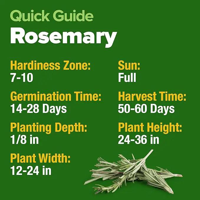 HOME GROWN 𝗨𝗦𝗔 𝗣𝗥𝗘𝗠𝗜𝗨𝗠 Rosemary Seeds Pack - 150 High Germinating 𝗡𝗢𝗡-𝗚𝗠𝗢 Heirloom Herb Seeds for Planting in Indoor or Outdoor Herb Gardens (Salvia rosmarinus) by GreenHaven Gardens