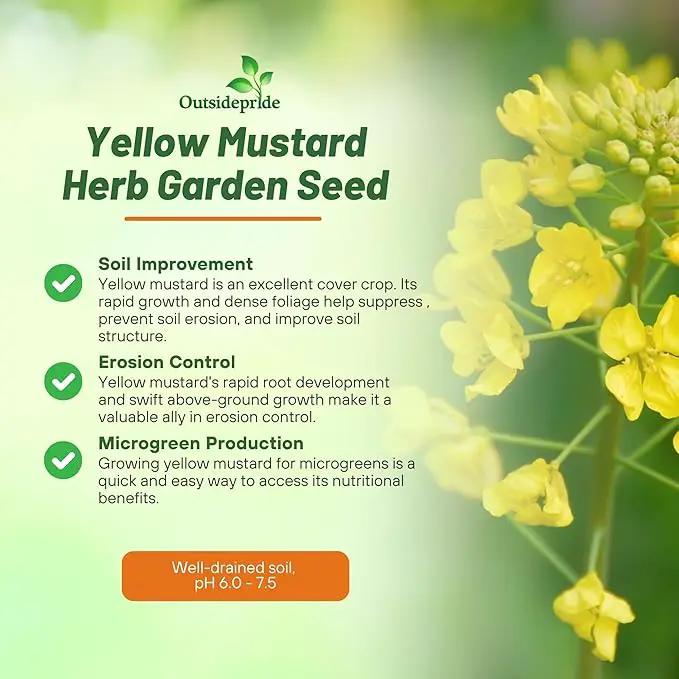 Outsidepride Yellow Mustard Seeds - 5000 Pcs Nutrient-Rich, Flavorful Annual Microgreen Seeds for Planting, Easy-to-Grow, Ideal for Indoor & Outdoor Cultivation, Soil & Hydroponic Systems by GreenHaven Gardens