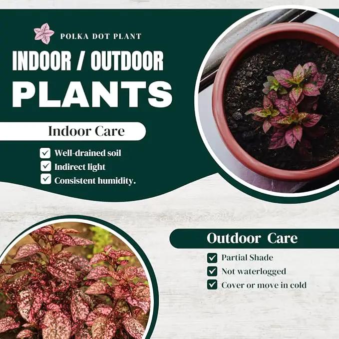 Polka Dot Plant (4-Pack) - Live Houseplants, Small Indoor Plants, Hypoestes Rose - Colorful, Air-Purifying House Plants by GreenHaven Gardens