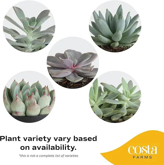 Costa Farms Succulent, Live Indoor Plant Grower's Choice, Easy to Grow Houseplant in Indoor Succulent Planter, Birthday, Garden Gift, Desert Room Decor for Home or Office, 6-Inches Tall by GreenHaven Gardens