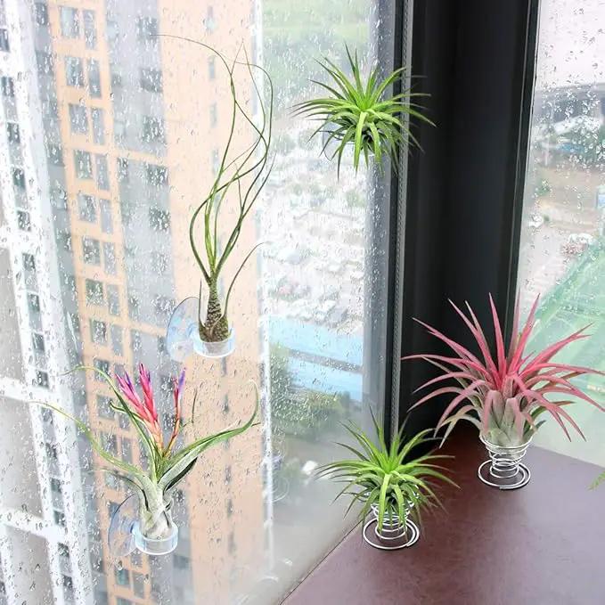 40 Pack Air Plant Stand Holder Tillandsia Airplant Container with Suction Cup Tabletop Planter Display Racks for Hanging Tillandsia House Plants by GreenHaven Gardens