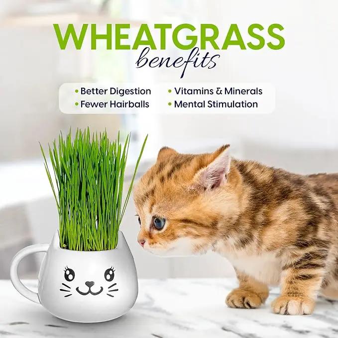 Organic Cat Grass Growing Kit - Promotes Natural Hairball Control and Digestive Wellness - Includes Organic Seed Mix, Nutrient-Rich Soil, and Stylish White Cat Planter by GreenHaven Gardens