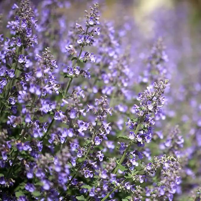 Clovers Garden Catmint (Nepeta) Plants – Two (2) Live Plants – Non-GMO - Not Seeds - Each 4" to 8" Tall – in 4" Inch Pots – Natural Mosquito Plant - Hardy Flowering Perennial Herb, Pollinator Favorite by GreenHaven Gardens