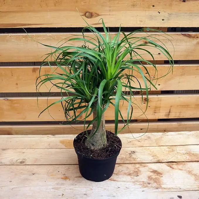 Ponytail Palm - 5 Live Plants in 6 Inch Growers Pots - Beaucarnea Recurvata - Beautiful Clean Air Indoor Succulent Houseplant by GreenHaven Gardens