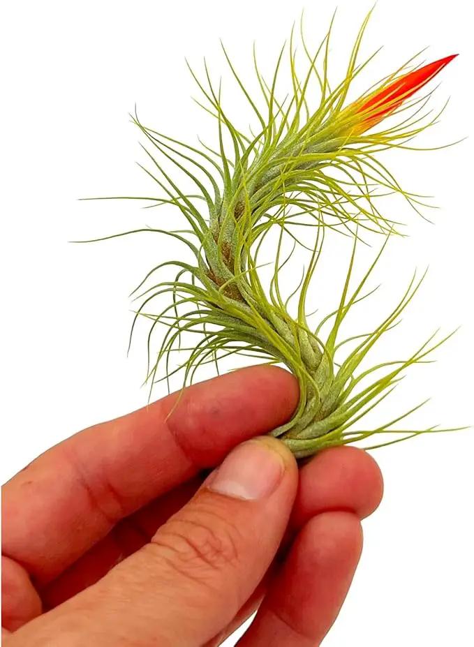 Air Plants - Tillandsia Funckiana Hybrid, Large 5-7" - 1ct - Live Arrival Guaranteed - House Plants for Home Decor & Gift by GreenHaven Gardens
