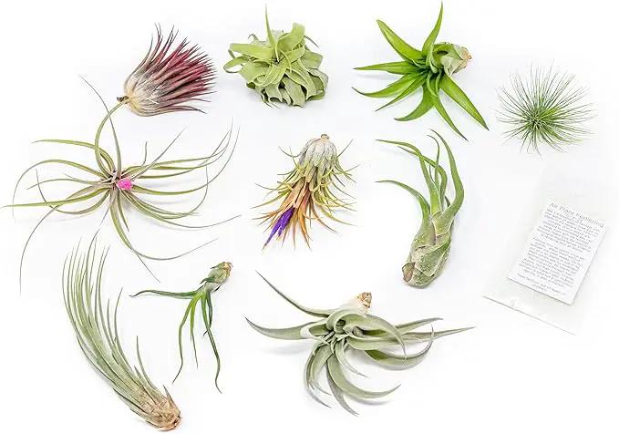 Grab Bag Pack Small & Medium Air Plants - Fertilizer Packet - Wholesale - Bulk - Live Tillandsia - Easy Care House Plant - Succulents, 10 Count (Pack of 1) by GreenHaven Gardens